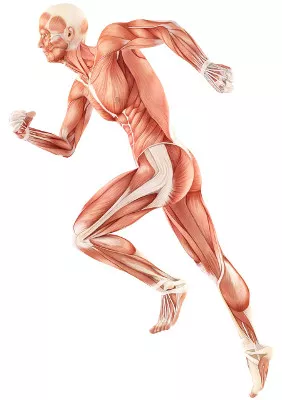 mięśni człowieka 